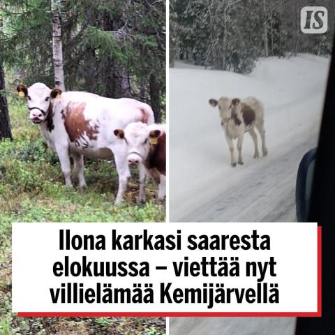 Viime elokuussa Ilona-kyyttö katsoi tilaisuutensa tulleen ja päätti uida pois saaresta, jossa se oli laiduntamassa. Ja s...