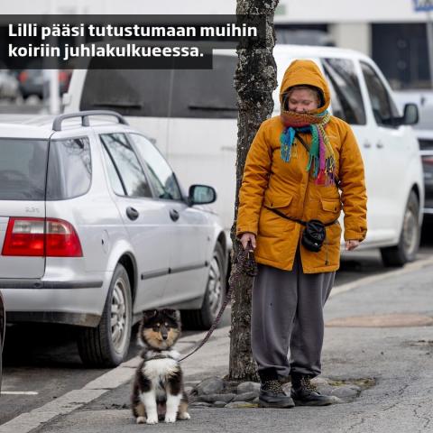 Koiranpäivää juhlittiin Seinäjoella kulkueella 🐶🐕️. Mukaan osallistuivat myös nuori collie Lilli ja Roosa Takala. ⁠
⁠
...