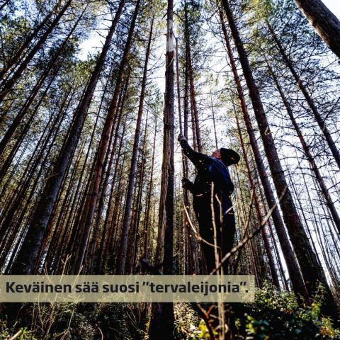 Kuortaneen Lions Clubilaiset kolosivat kasvavien mäntyjen runkoja tervanpolttoa varten. 🌳⁠
⁠
Leijonat ovat tehneet itse...