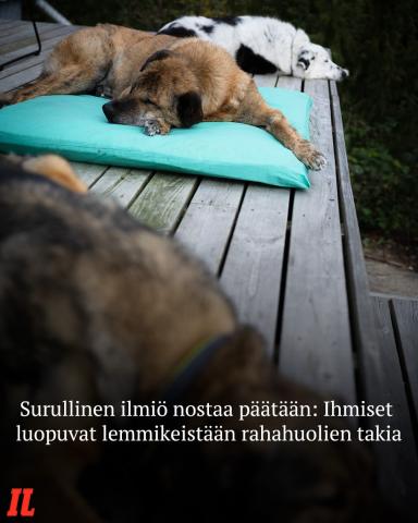 Yhä useampi joutuu luopumaan lemmikistään taloudellisen ahdingon vuoksi, kertoo Suomen eläinsuojelu ry (Sey).⁠
⁠
Seyn jä...