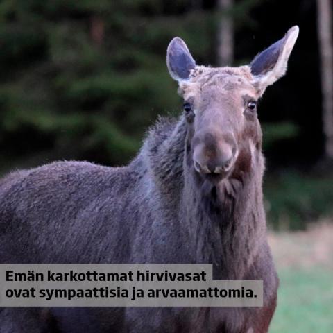 Hirvivaara liikenteessä on juuri nyt korkea, sillä emät ovat karkottaneet vasat omilleen. 🫎⁠
⁠
Erityisen vaarallisia va...