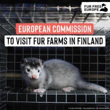 As part of the evaluation for a ban on fur farming following the successful ECI #FurFreeEurope,…