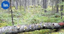 Tampereelle on tulossa uusi luonnonsuojelualue, jossa on arvokkaita kasveja ja uhanalaisia lintuja