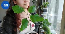Tamperelainen Tiina Väisänen kasvattaa puita kerrostalossa – Siemenet kerätty tamperelaisista puistoista