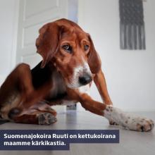 Ruuti on peto metsällä ja huippukaveri perheenjäsenenä. 🐶⁠
⁠
Suomenajokoirista löytyy parhaimmillaan kuin kaksi eri koi...