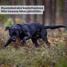 Puolitoistavuotias labradorinnoutaja Milo tähtää erikoishuumekoiraksi. 🐶⁠
⁠
Yhteensä Pohjanmaan poliisilla on 14 huumek...